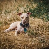 Entry image for Dobby