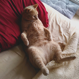 Entry image for Avery