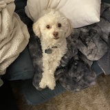 Entry image for Ricky