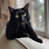 Entry image for Birdie