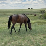 Entry image for Dreamcatcher 