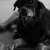 Entry image for Tsuki