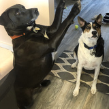 Entry image for Trooper & Domino