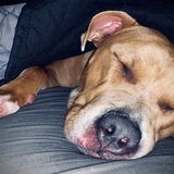 Entry image for Yoda bear