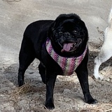 Entry image for Otis