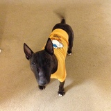 Entry image for Zeke