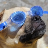 Entry image for Buddy