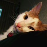 Entry image for Colby Jack