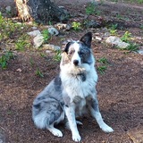 Entry image for Tessa