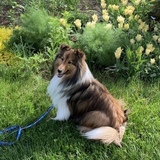 Entry image for Dash