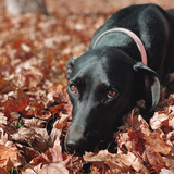 Entry image for Porter Rose