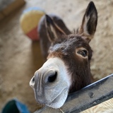 Entry image for Bernie