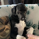 Entry image for Layla 