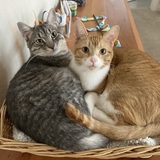 Entry image for Sherlock and Nacho