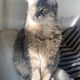 Entry image for Yzma