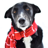 Entry image for Jackie