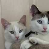 Entry image for Princess and Patches