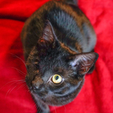 Entry image for Abernathy