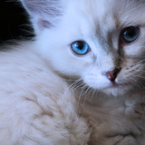 Entry image for Ragna