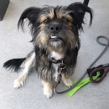 Entry image for Louie