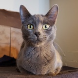 Entry image for Willow