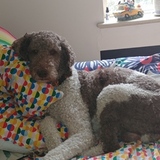 Entry image for Griffin