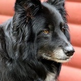 Entry image for Ozzy 