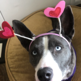 Entry image for Lola