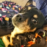 Entry image for Pedro