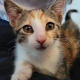 Entry image for Freya