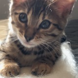 Entry image for Travis