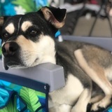 Entry image for Tigre’