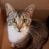 Entry image for Socks