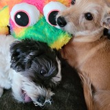 Entry image for Honey & CoCo