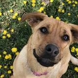 Entry image for Sparky