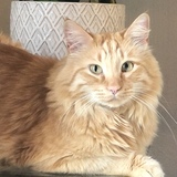 Entry image for Dash Riprock