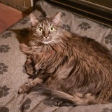 Entry image for Helga