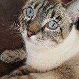 Entry image for B.B. (Bailey Blu)