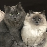 Entry image for Dennis and Yoda