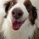 Entry image for Ginger