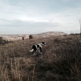 Entry image for Moose