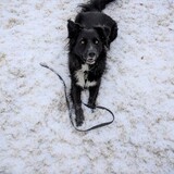 Entry image for Baloo