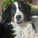 Entry image for Harper