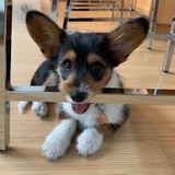 Entry image for Gino