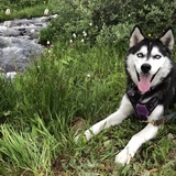 Entry image for Indie 