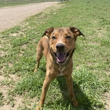 Entry image for Miso