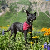 Entry image for Hardy