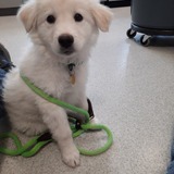 Entry image for gypsy rose