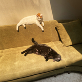 Entry image for Echo and Emmett