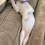 Entry image for Bunny